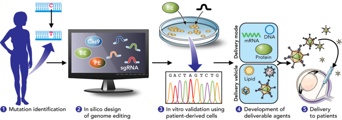 Precision Genome Editing