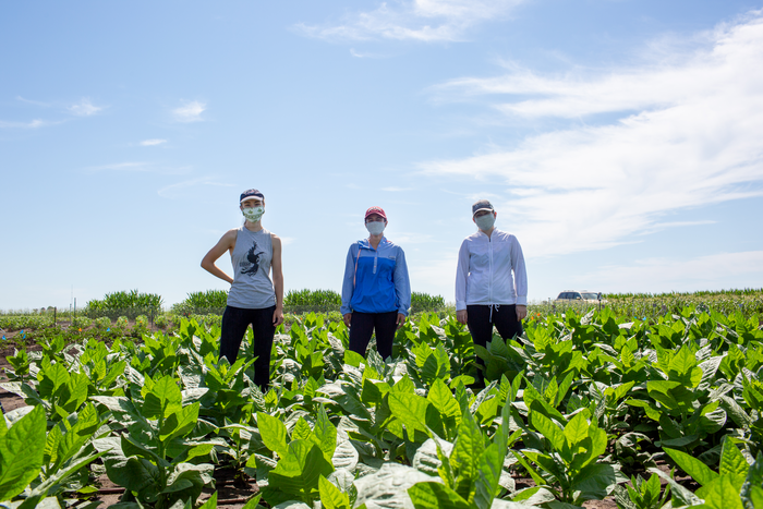 Researchers show potential for improved water-use efficiency in field-grown tobacco