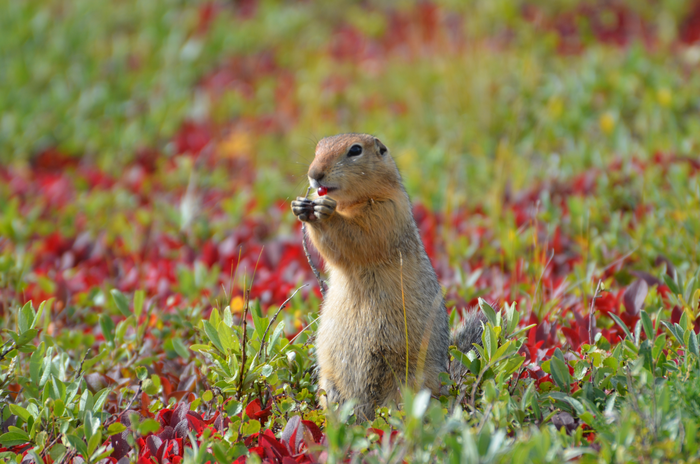 ground squirrel 4