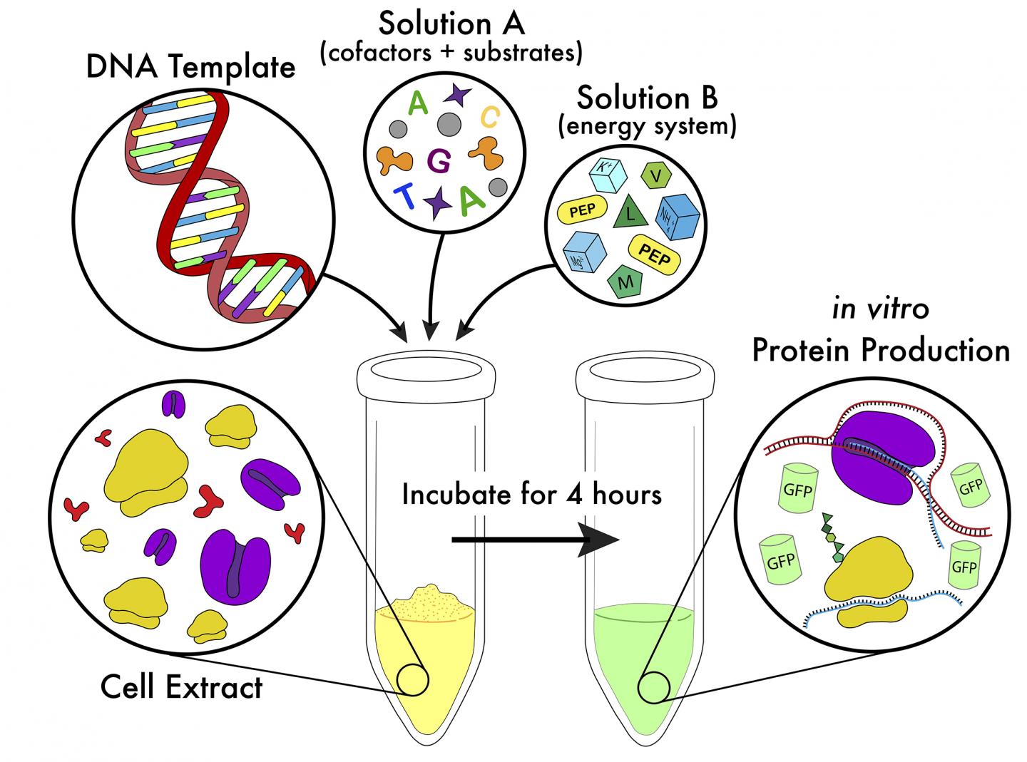 Simplified Cell-Free Protein Synthesis