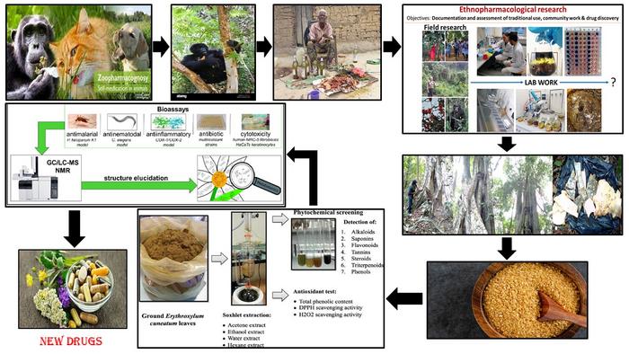 Antibacterial and antioxidant activities of plants consumed by western lowland gorilla (Gorilla gorilla gorilla) in Gabon