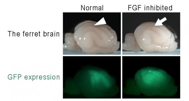 Figure 2. Abnormal Gyrus by Inhibition of FGF Signaling