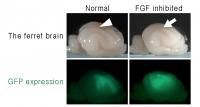 Figure 2. Abnormal Gyrus by Inhibition of FGF Signaling