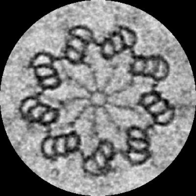 A Centriole [IMAGE] | EurekAlert! Science News Releases