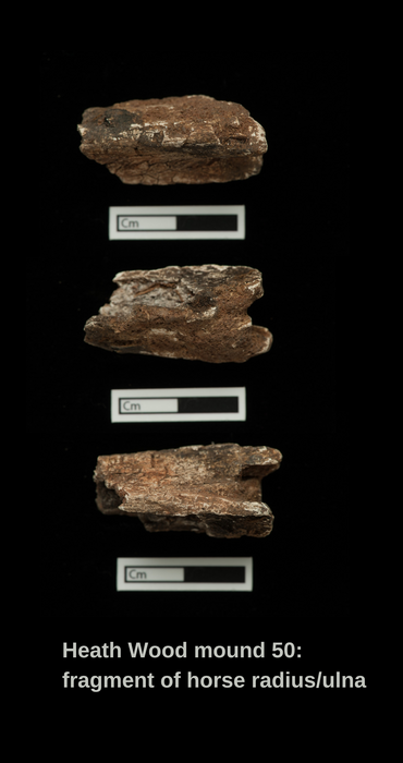 Horse fragment from Heath Wood.jpg