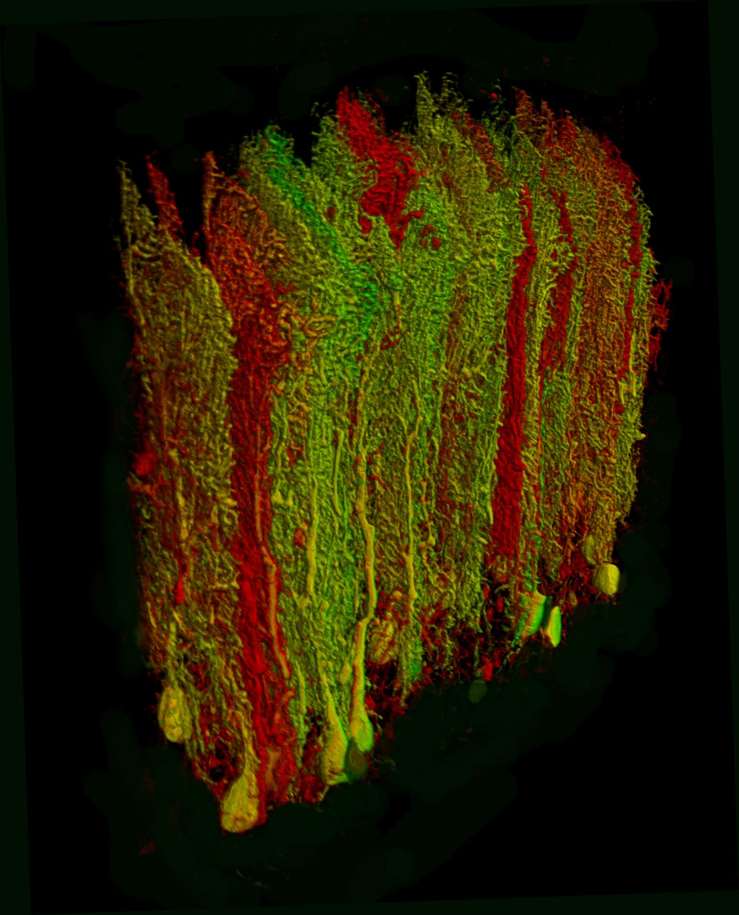 3-D Rendering of Purkinje Cells