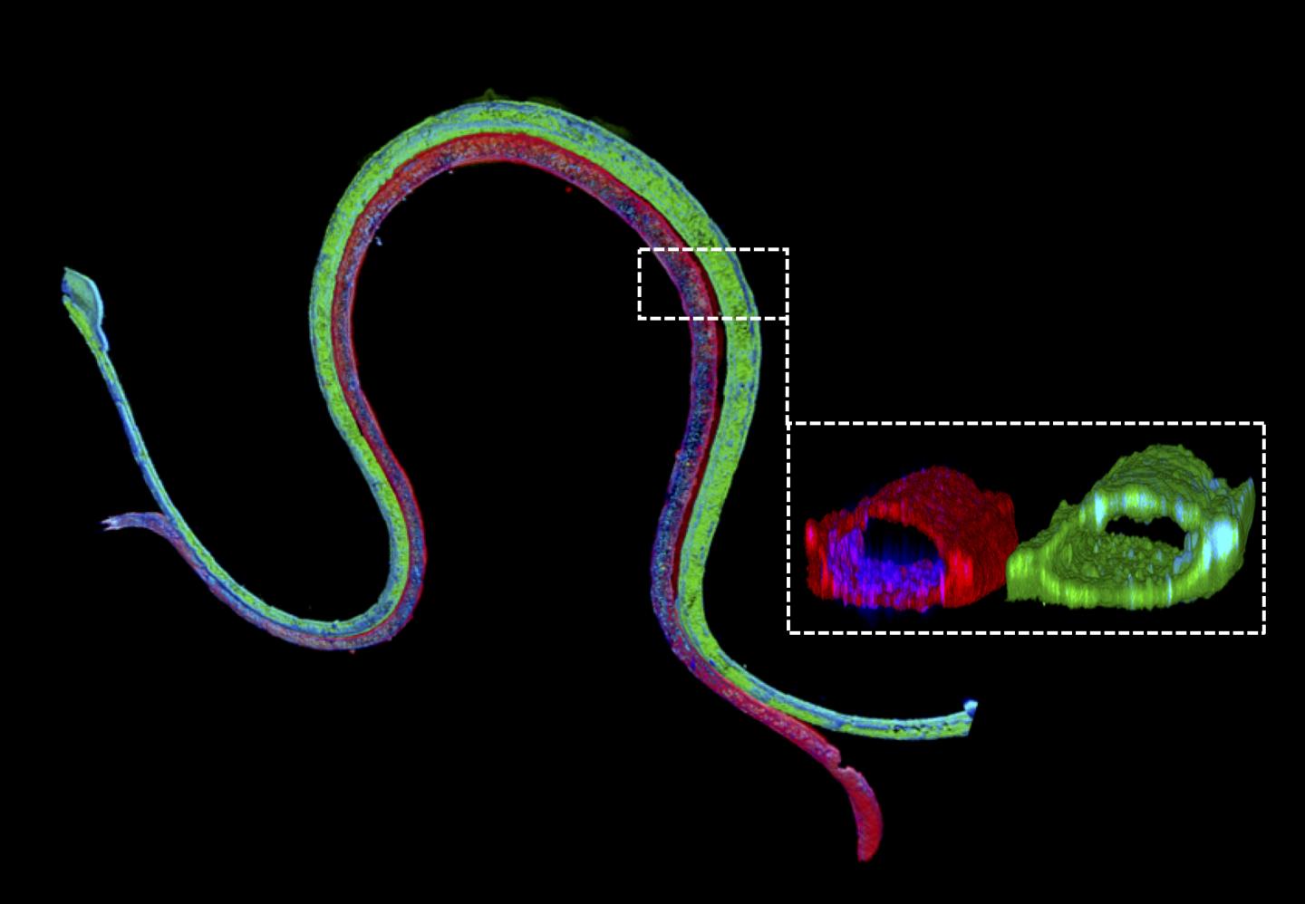 Vascularized Proximal Tubule and Lumen