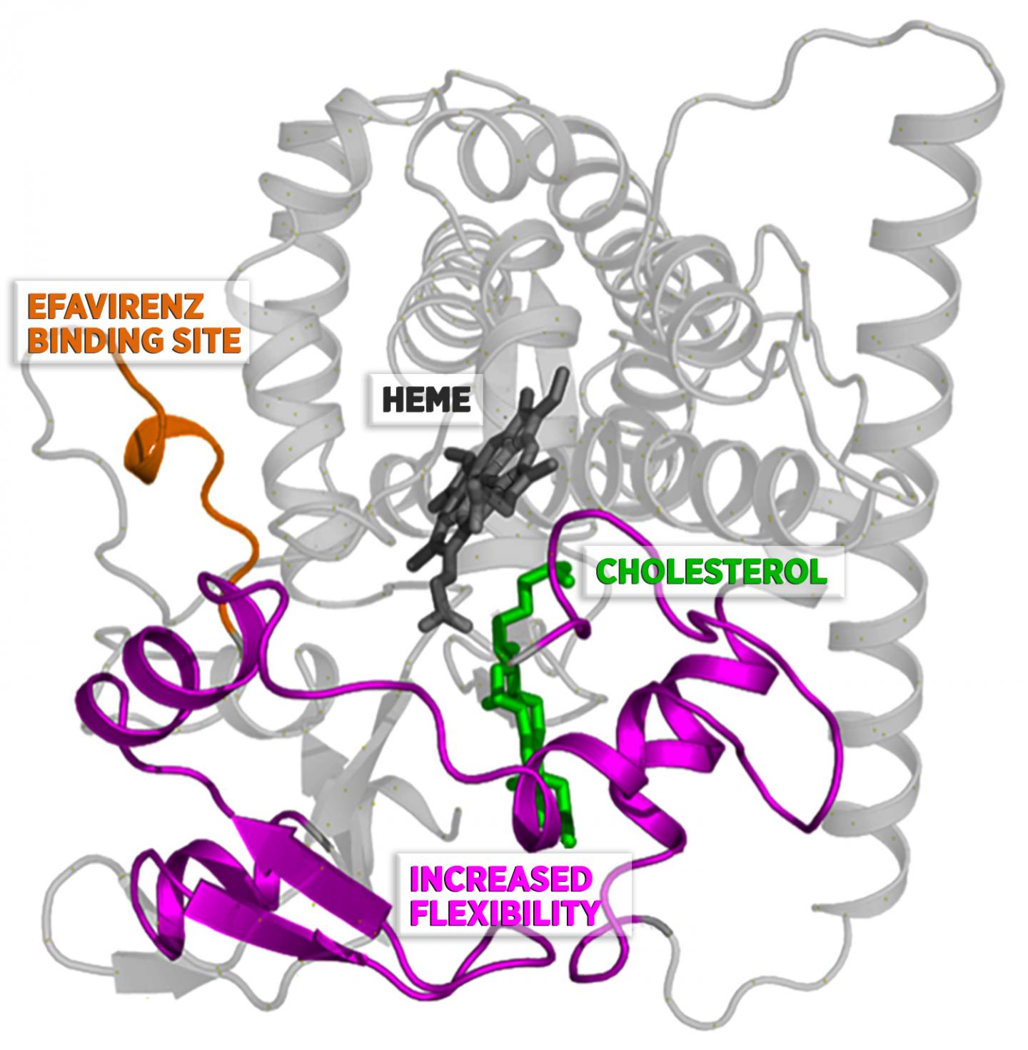 Therapeutic Target on Shape-Shifting Enzyme