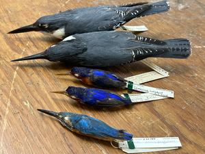 Kingfishers in Field Museum collections