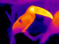 Infrared Thermal Image of the Toco Toucan