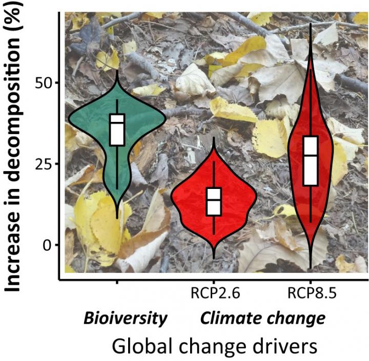 Potential changes in decomposition rates due to global change drivers