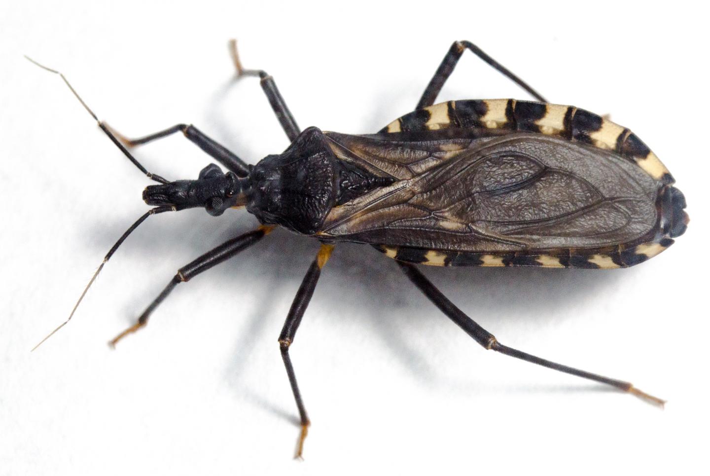 The triatomine or "kissing" bug Triatoma infestans.