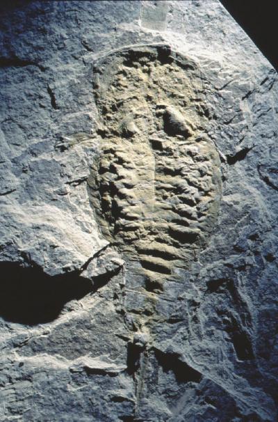 Eurypterid (1 of 2)
