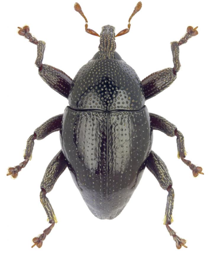 <i>Trigonopterus puncticollis</i>