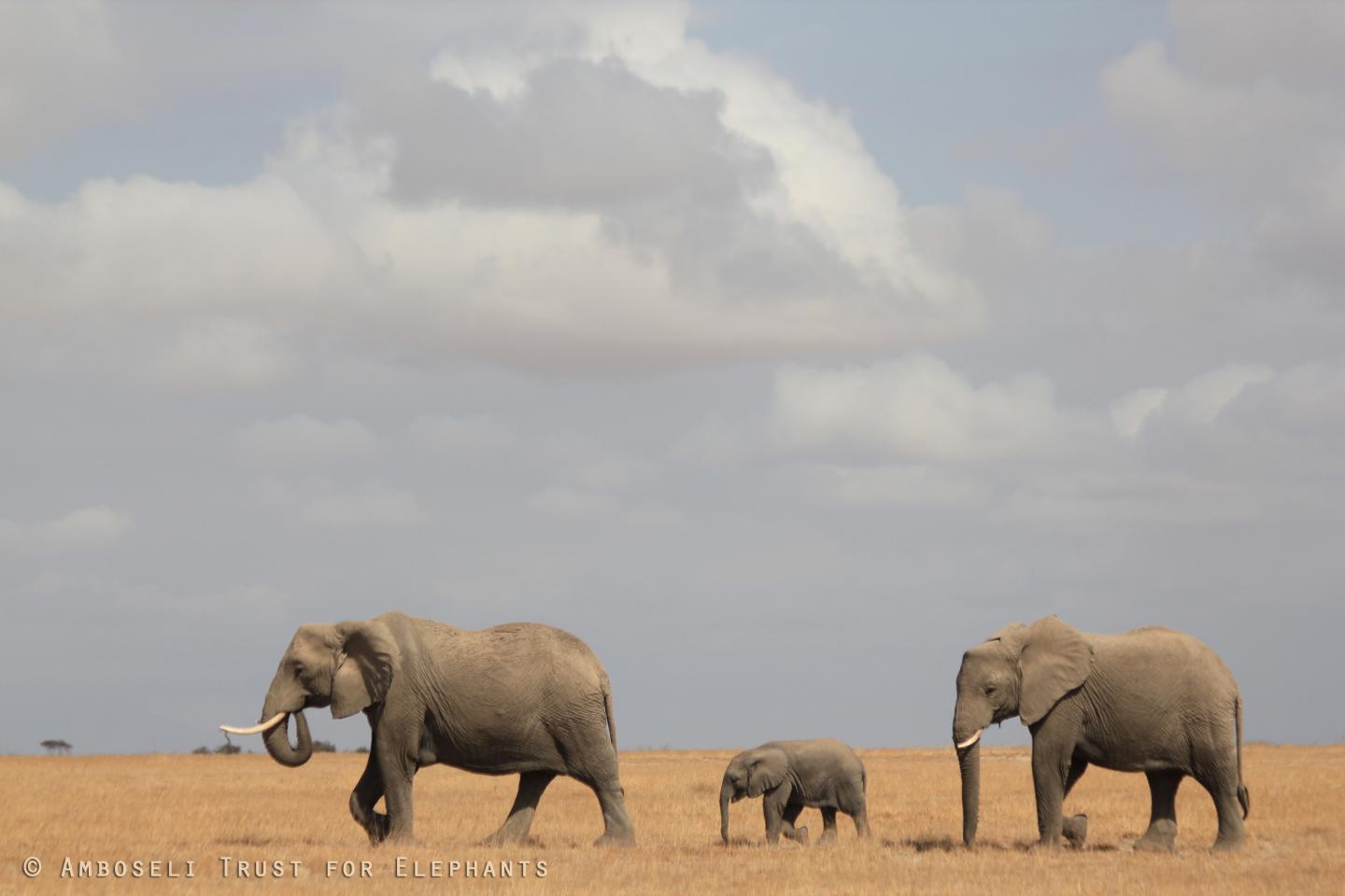 Amboseli Elephants