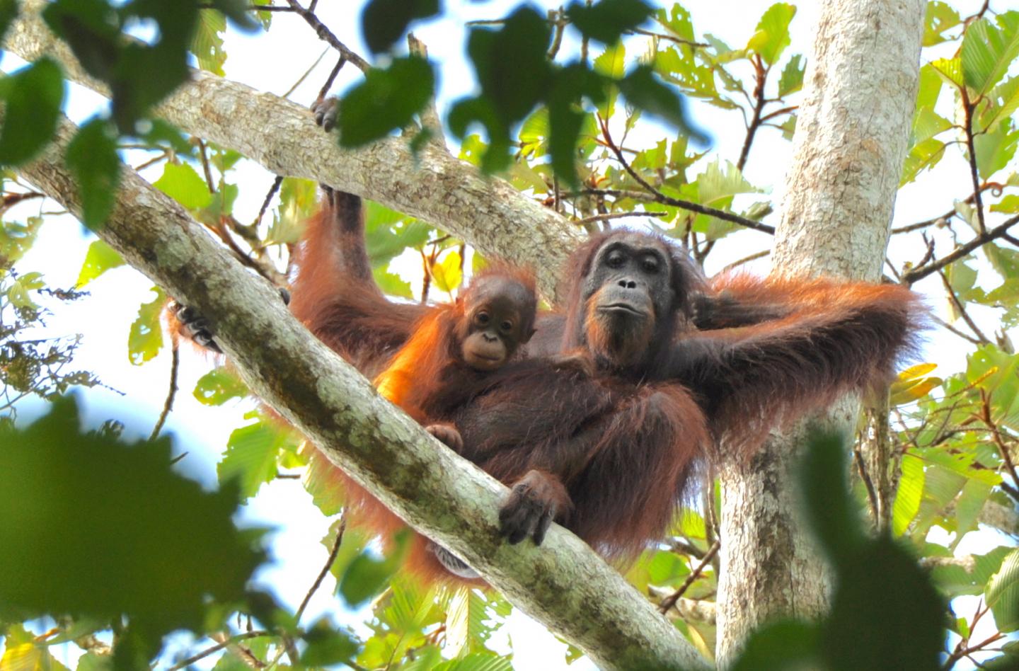 Orangutan Mother and Infant