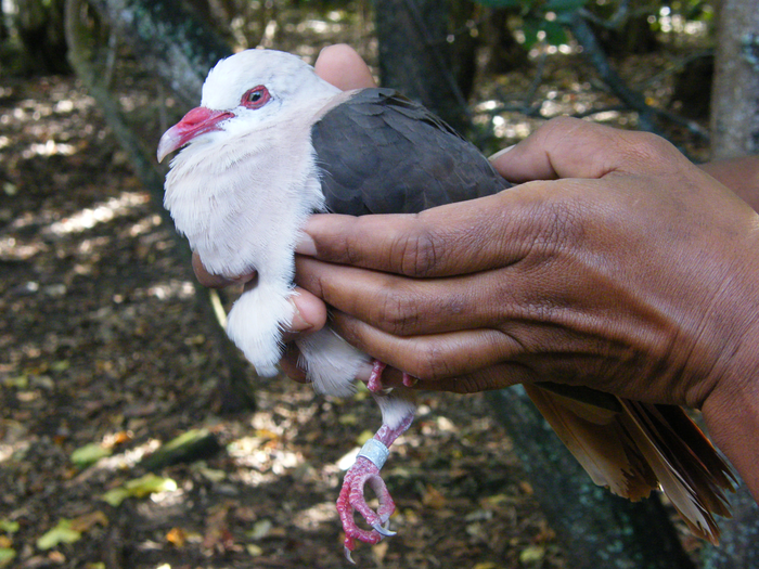 Pink pigeon