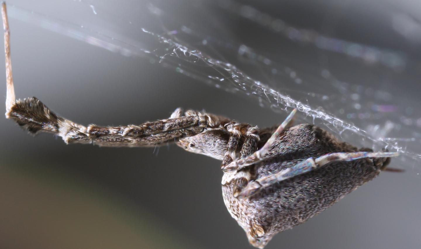 Comb-Charging Spider's Nanofiber Secrets