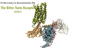 Video of the Taste Receptor CryoEM