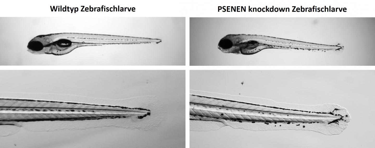 Microscopic Image of Zebrafish [IMAGE] | EurekAlert! Science News Releases