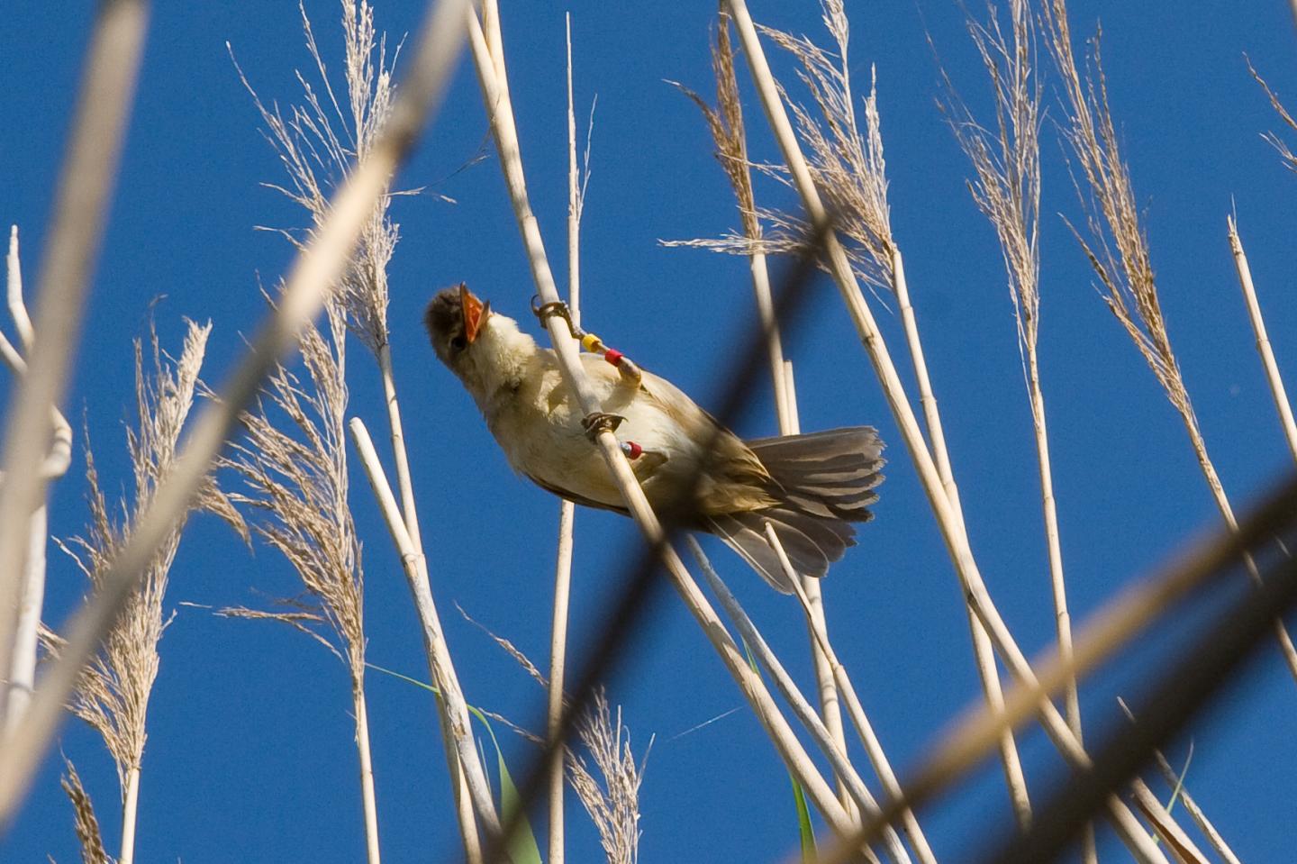 Great Reed Warbler (2 of 2)