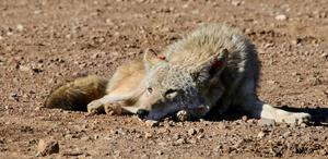 Coyote rests
