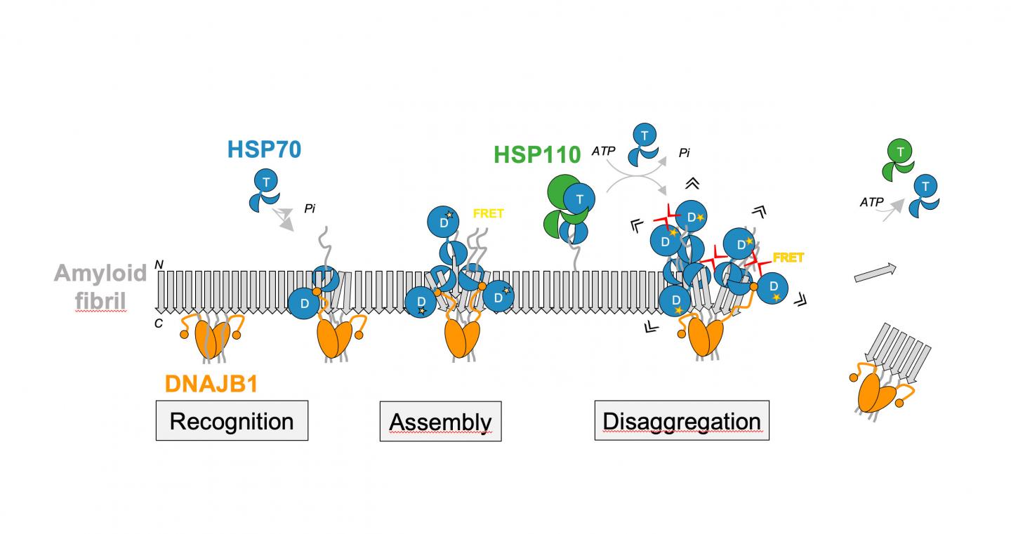 The Amyloid State of Proteins in Human Diseases: Cell