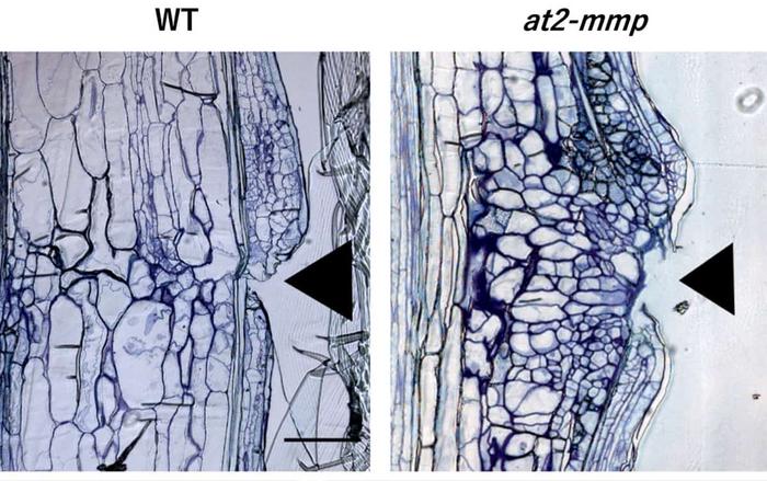 The at2-mmp mutants showed abnormal cell proliferation at the wound site.