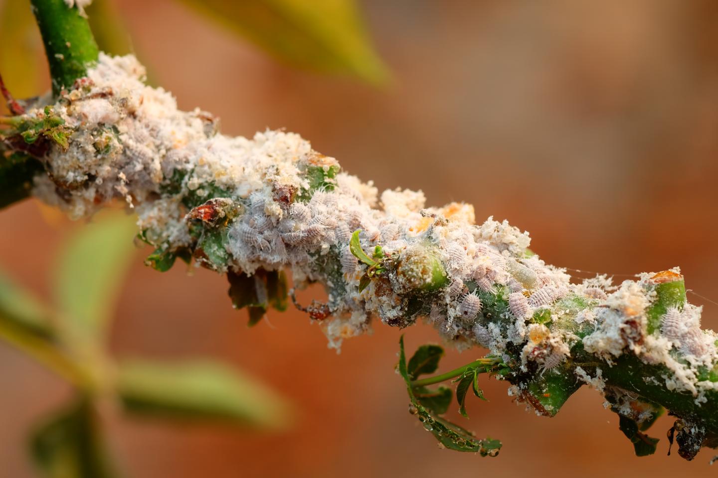 Invasive Mealybugs (Hemiptera) on a Cassava Stem in eastern Thailand