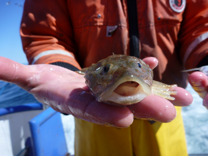 Deepwater sculpin has adapted to Canada's deepest, coldest lakes