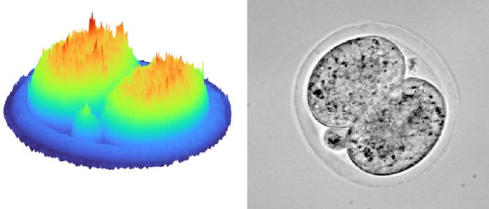 A 3D hologram of an early-stage embryo