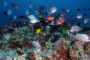 Fish School at Pearl and Hermes Atoll