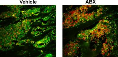 Immunofluorescence of MDSCs in the Bone Marrow Following Antibiotic Treatment