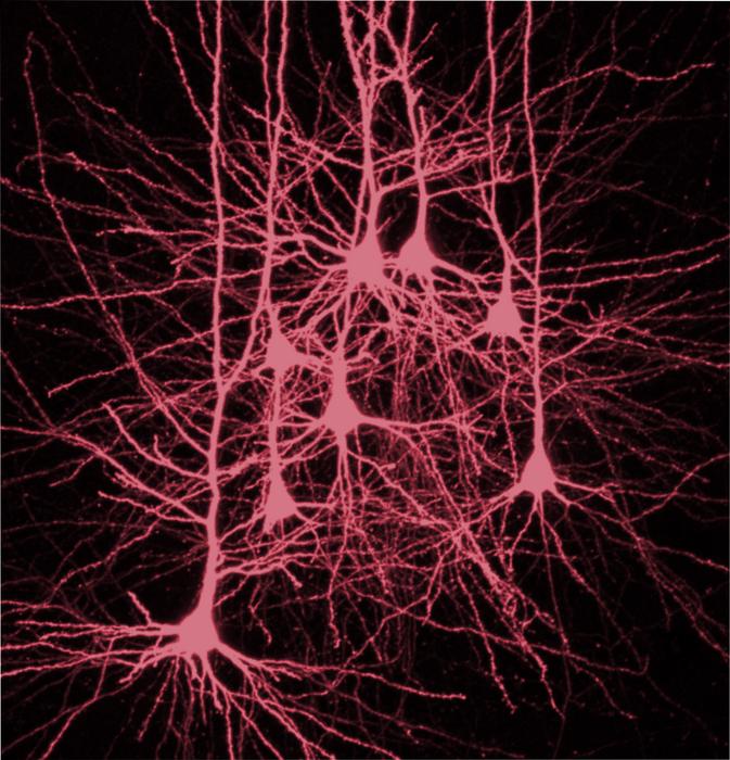 Neurons in the neocortex © Charité | Sabine Grosser