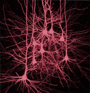 Neurons in the neocortex © Charité | Sabine Grosser