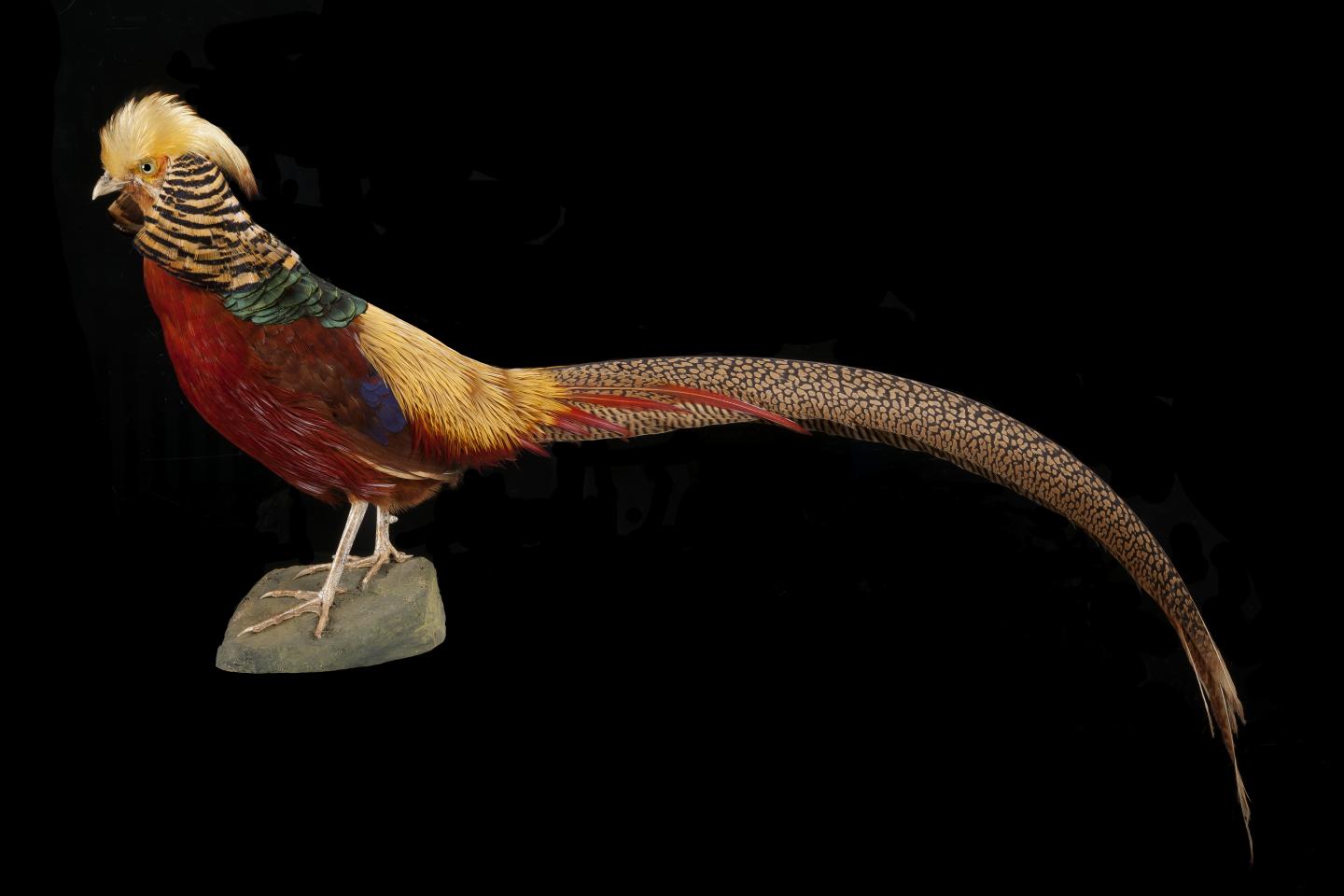 Did Dinosaurs Develop Feathers for Display? (5 of 5)