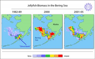 Scientists Discover Stinging Truths About Jellyfish Blooms in The Bering Sea (1 of 2)