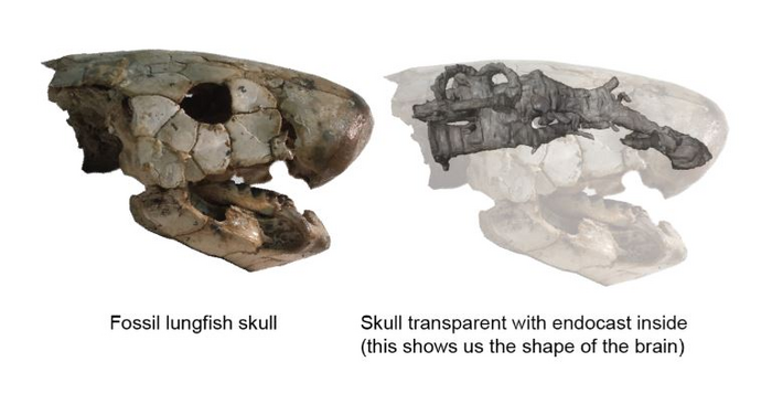 devonian lungfish