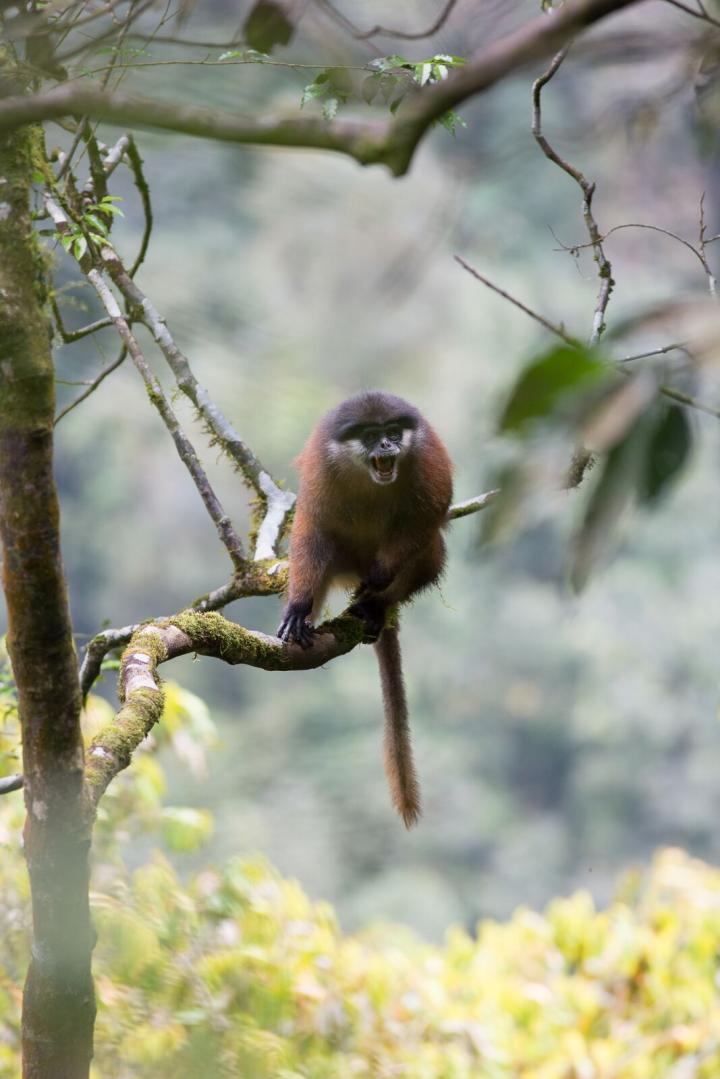 Red Colobus Monkey