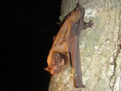 Nyctalus lasiopterus Bat