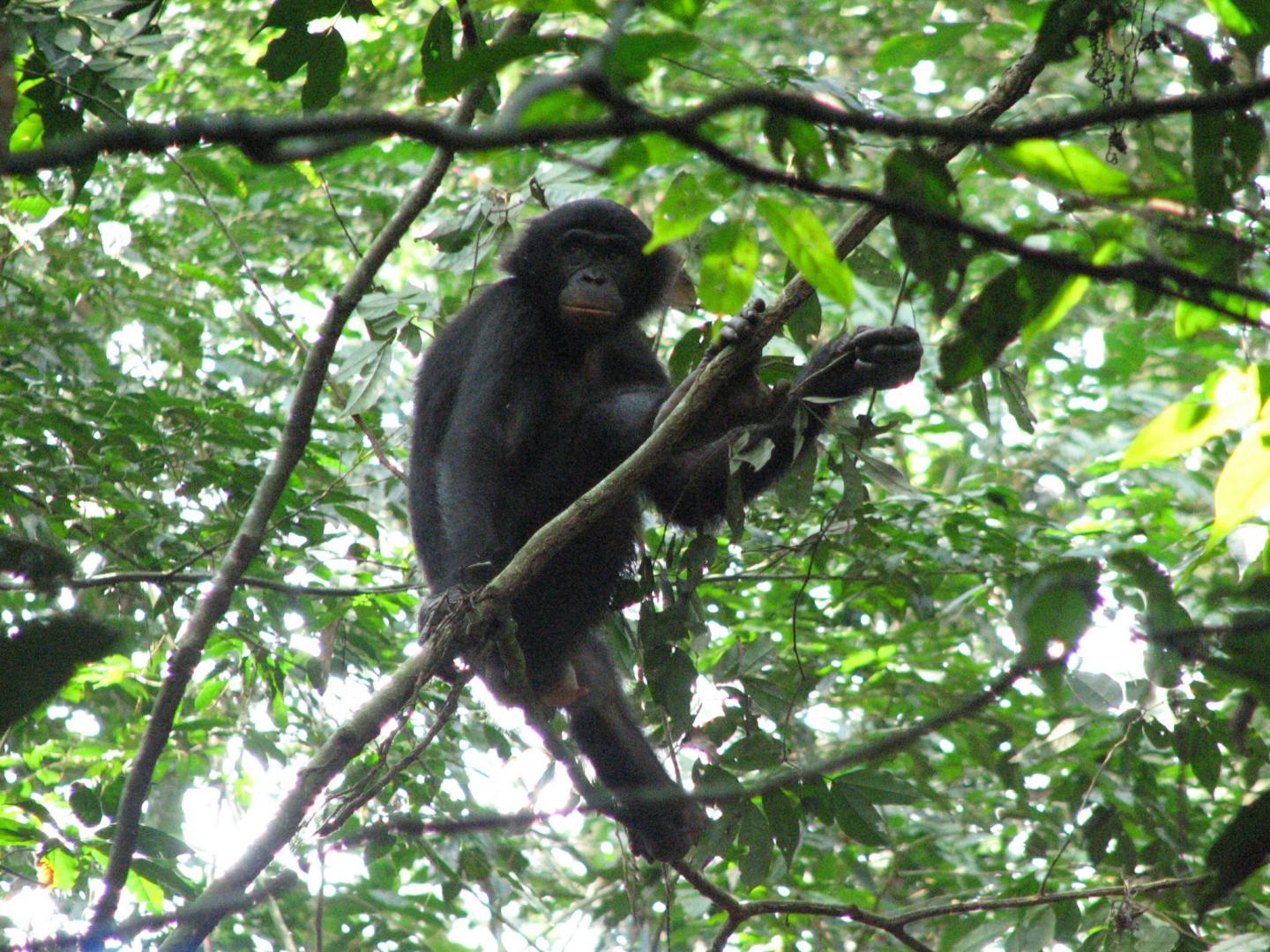 Bonobo in Tree