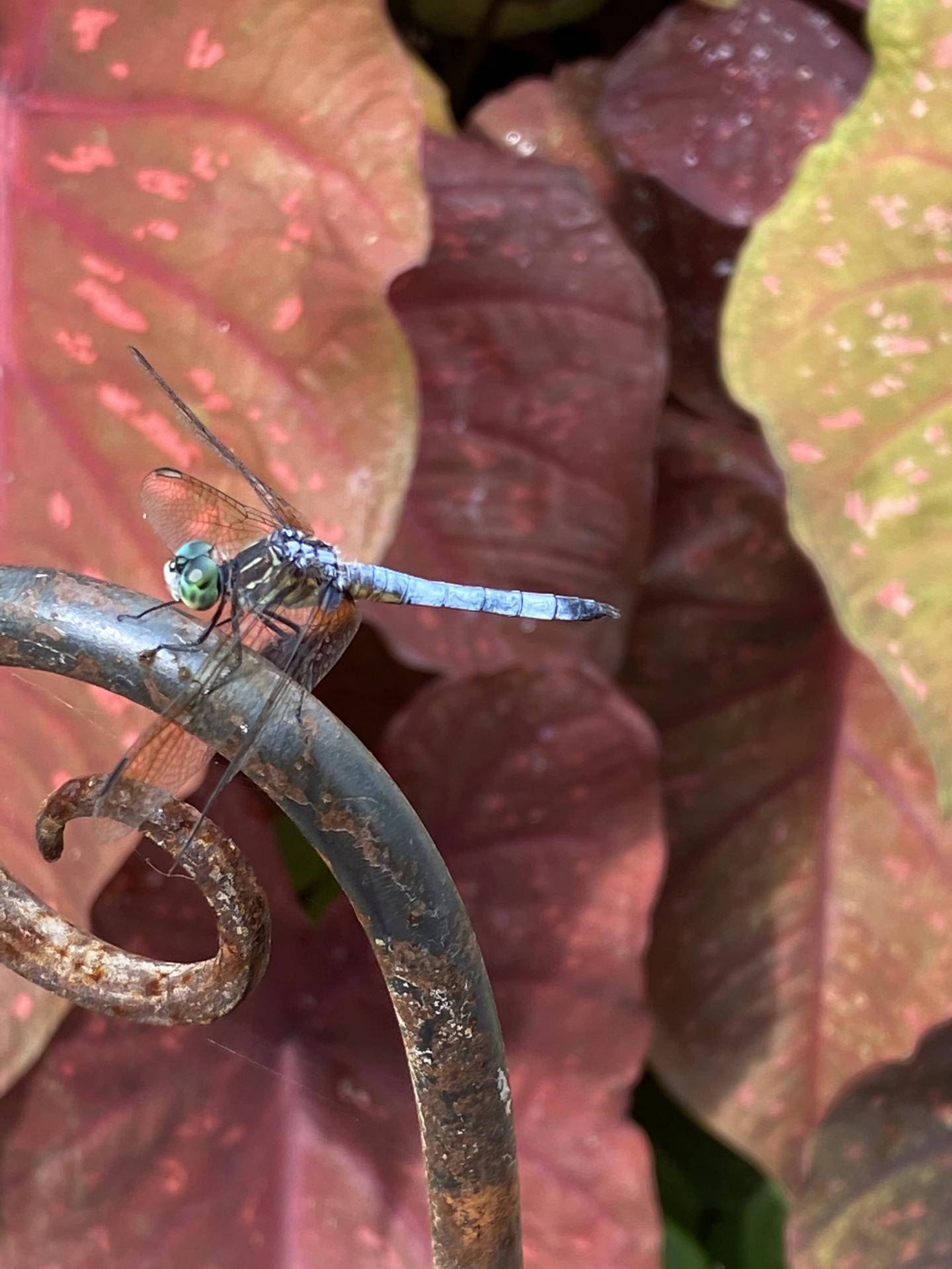 An adult male blue dasher