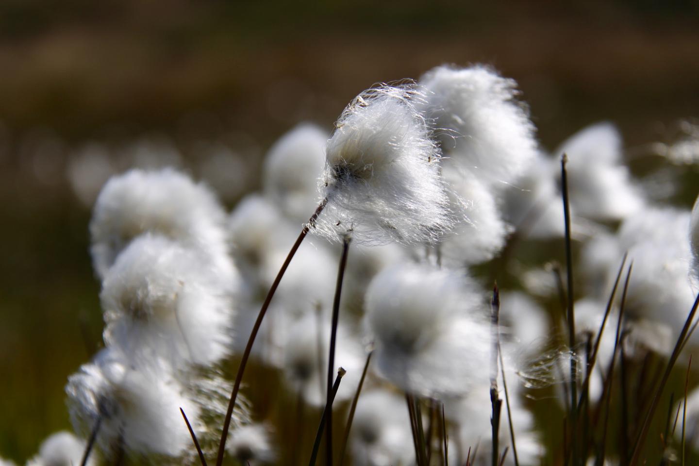 Cottongrass in Greenland
