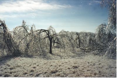 Ice Storms Devastating to Pecan Orchards