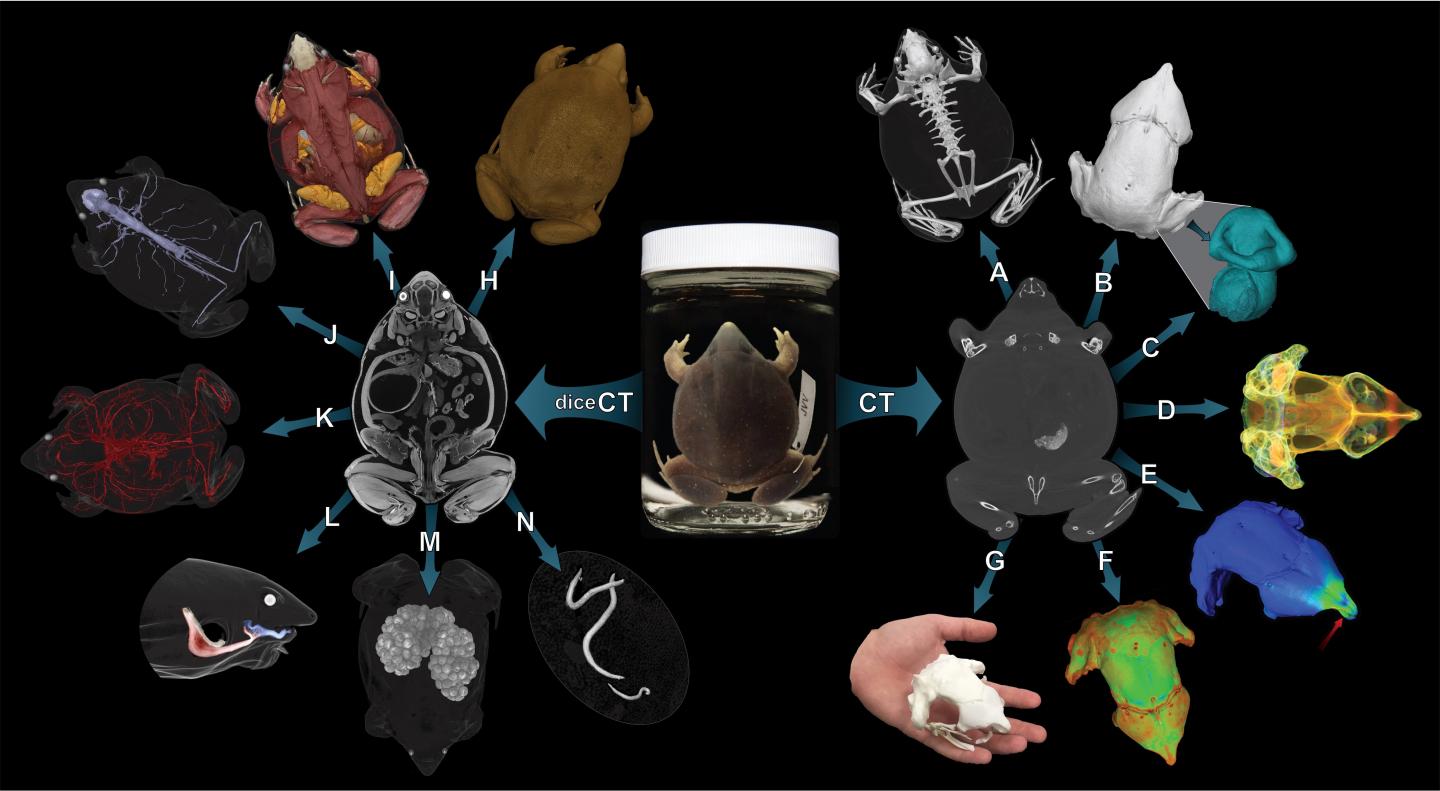 Scanning a Species