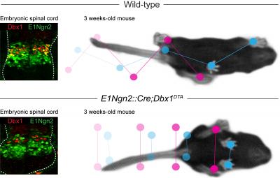 Illustration of Cells and Mice