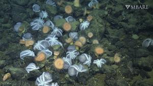 An aggregation of female pearl octopus (Muusoctopus robustus) nesting at the Octopus Garden off Central California