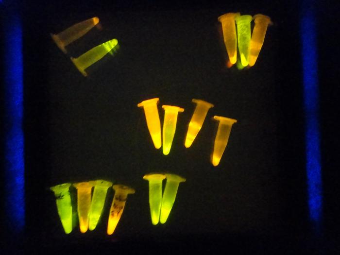 Fluorescent proteins in eppendorf tubes