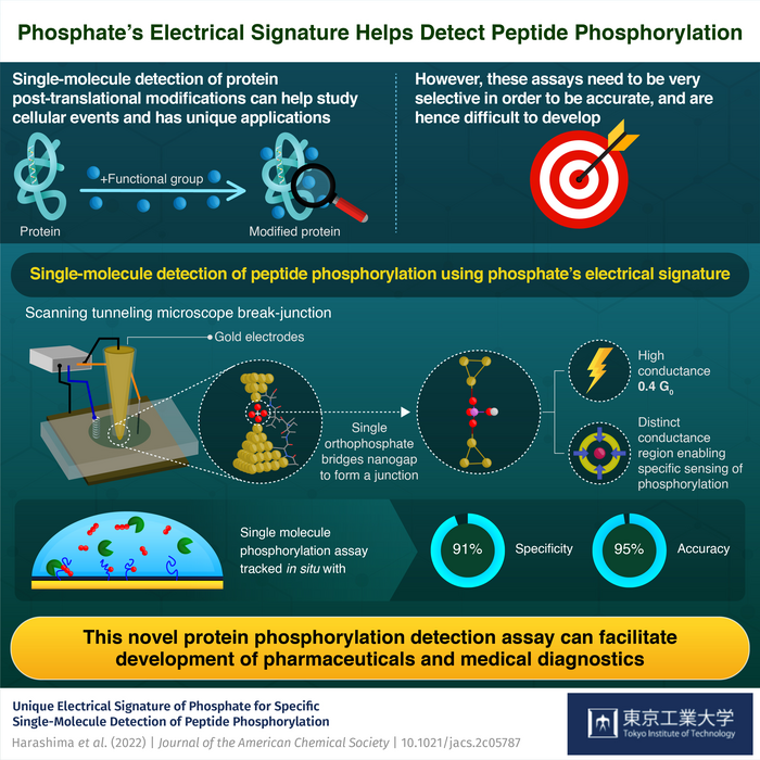 Phosphate’s Electrical Signature Helps Detect Peptide Phosphorylation