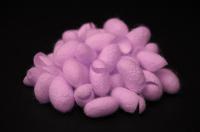 Red Fluorescent Silk Cocoons